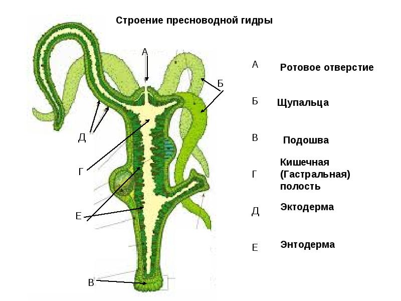 Как поменять деньги на биткоины на меге